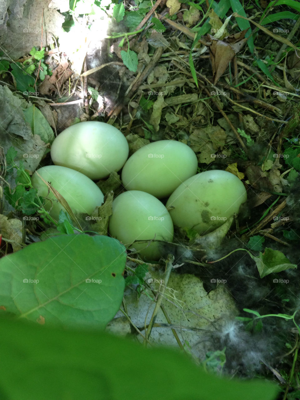 green garden eggs nest by jshadle