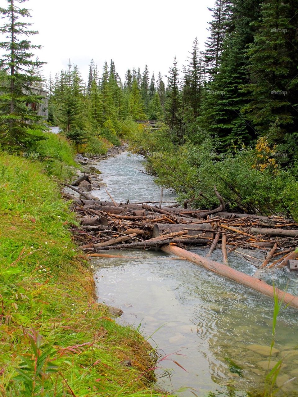 Driftwoods on stream