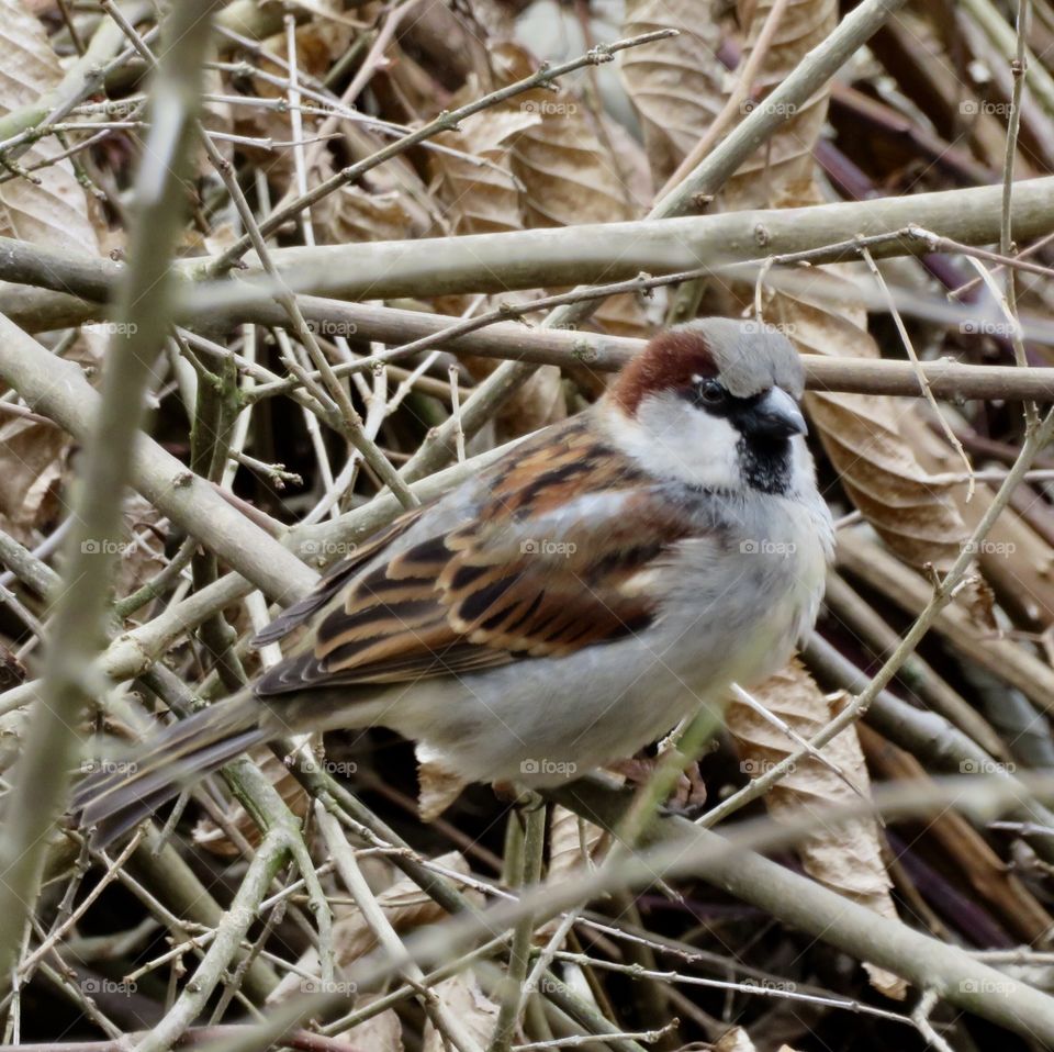 Sparrow 