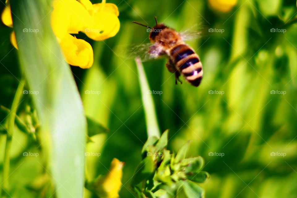 Bee