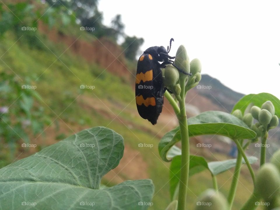 insect Sitting on the flowers buds, these insects often survive by eating floral feathers and leaves.