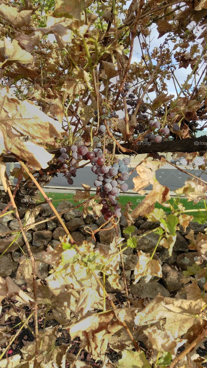 fall grapes
