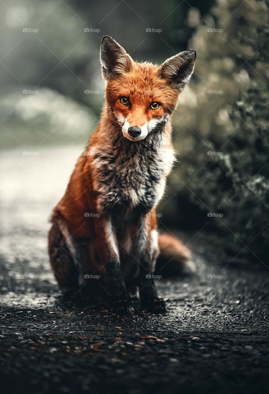 fox 🦊