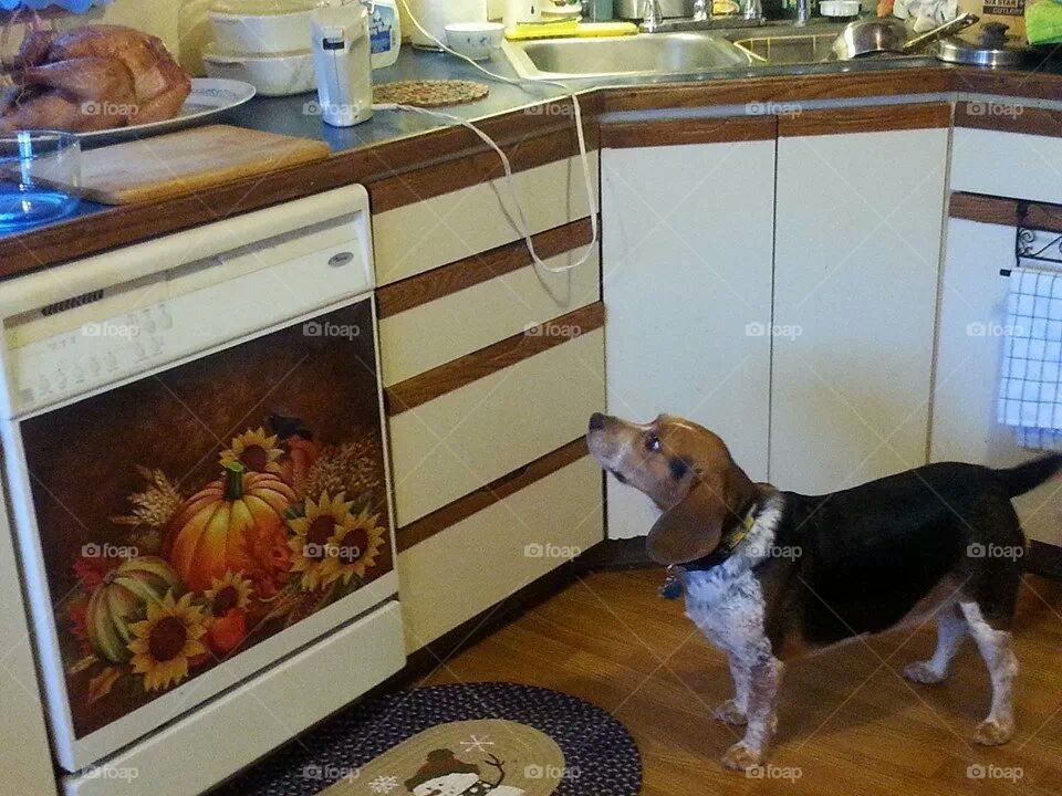 First Dibs on Turkey!