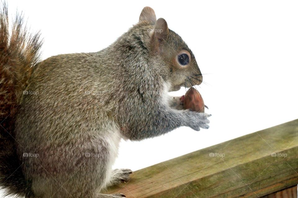 Squirrels Lunch 