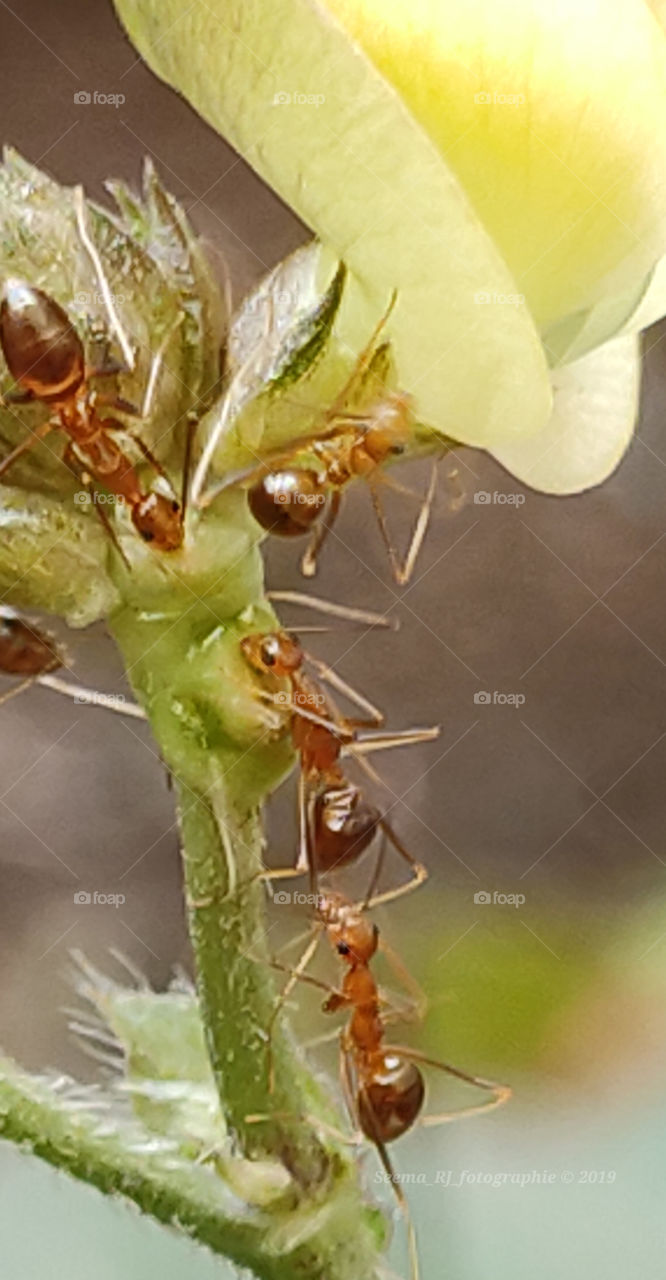 Fire Ants on the crops