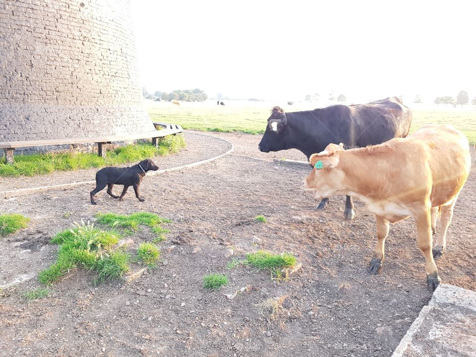 my dog sees cows