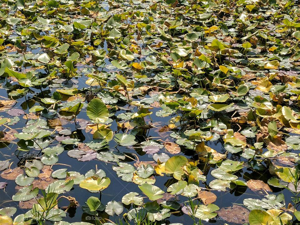 lily pads