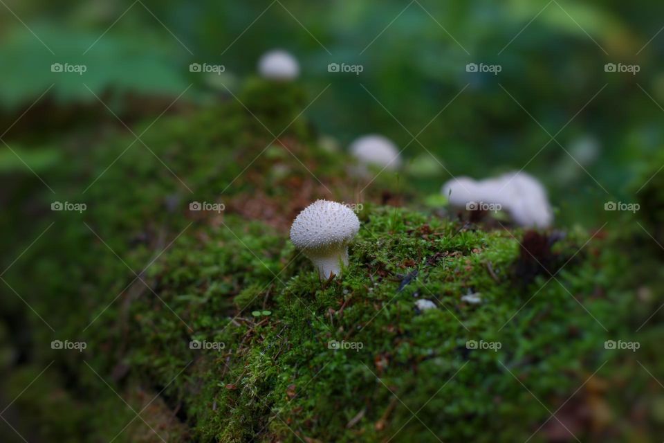 Mummy white prickly mushroom on a mossy log in the forest