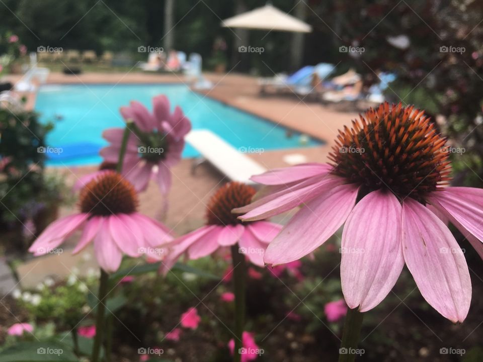 Pink flowers near pool 