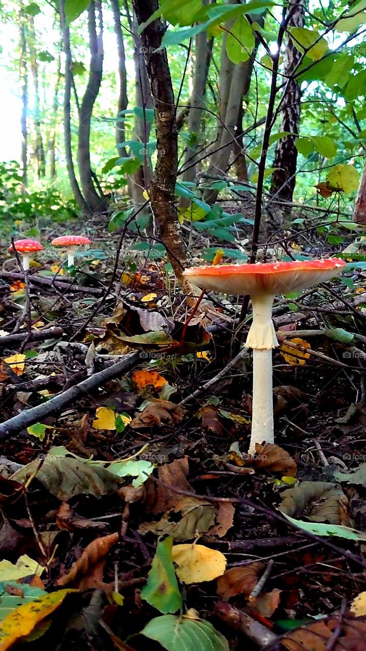 Mushrooms in forrest