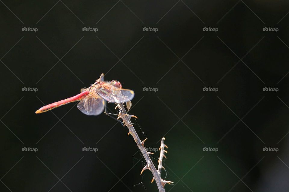 Libellula on thorny twig