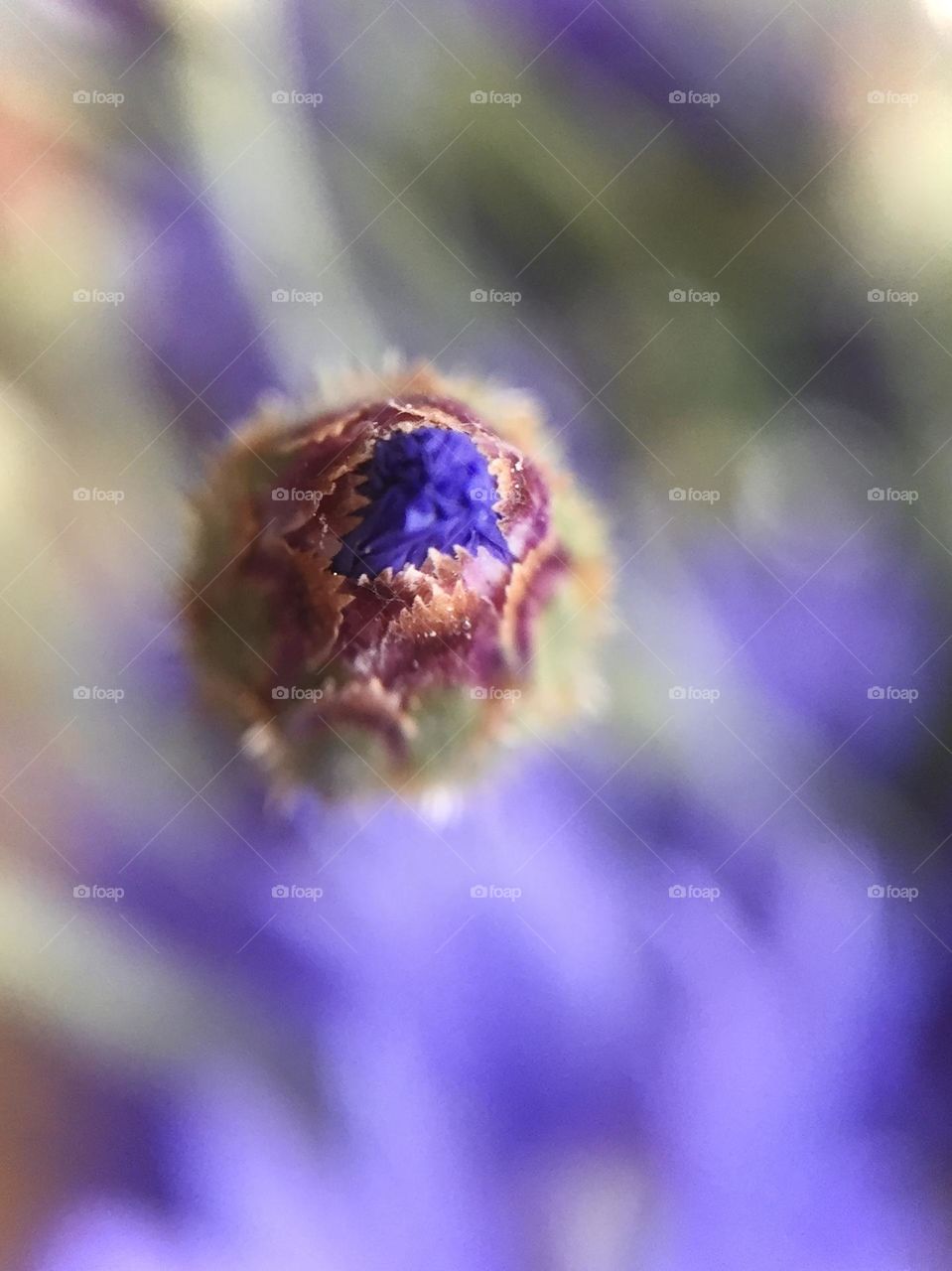 Cornflower macro