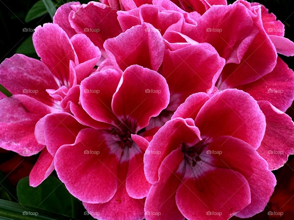Beautiful group of pink flowers with red contrasts on their petals on a beautiful sunny day.