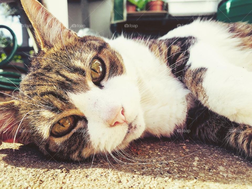 Tabby and white cat, laying on concrete looks straight into camera with relaxed eye - head shot