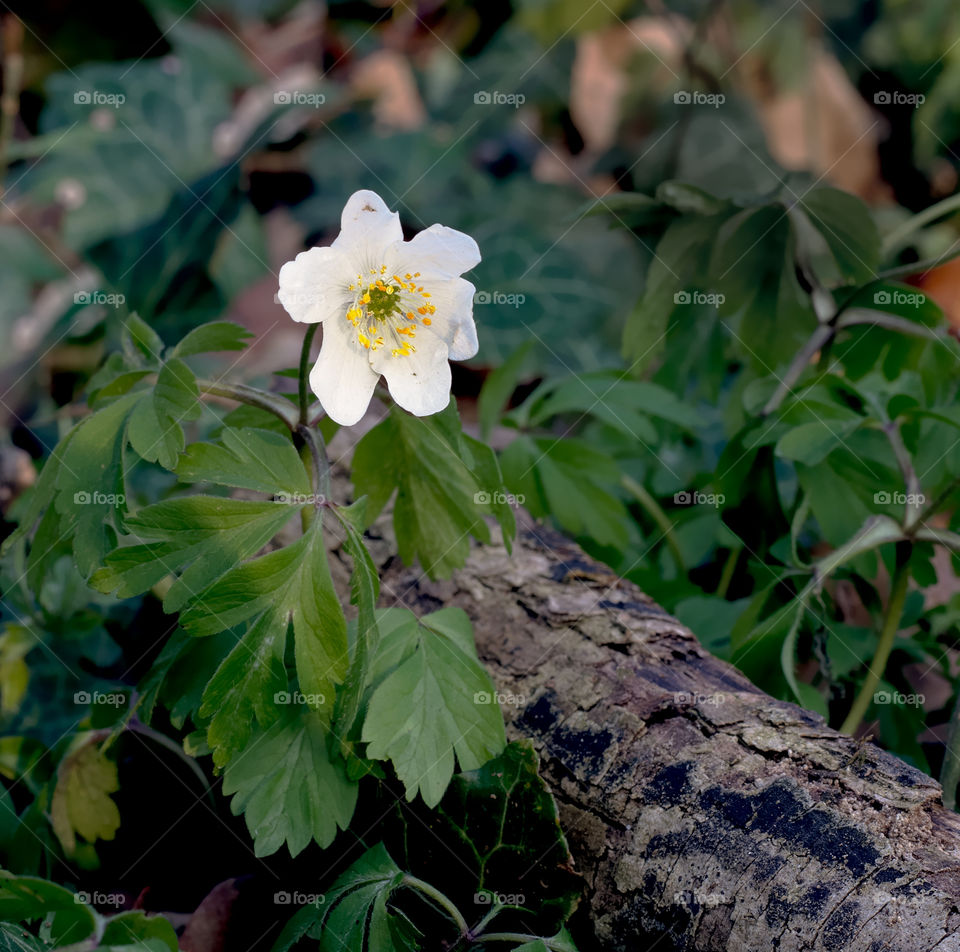 White spring flower anemone nemorosa growing on tree log.