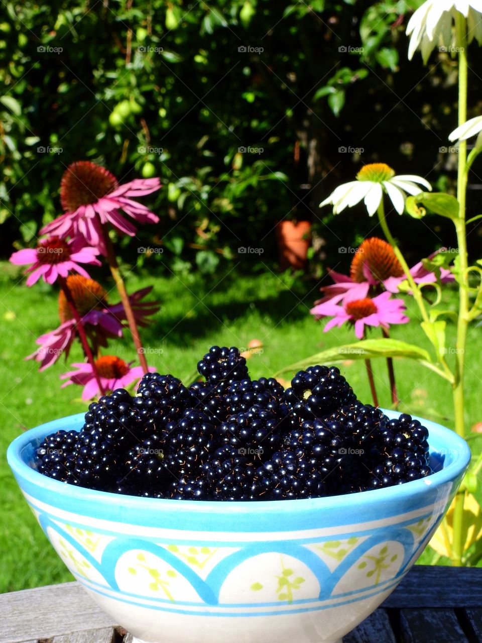 My blackberries
