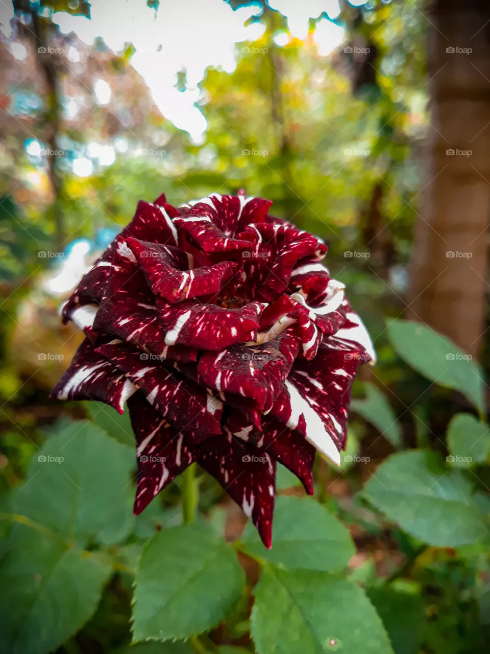 Rosa.