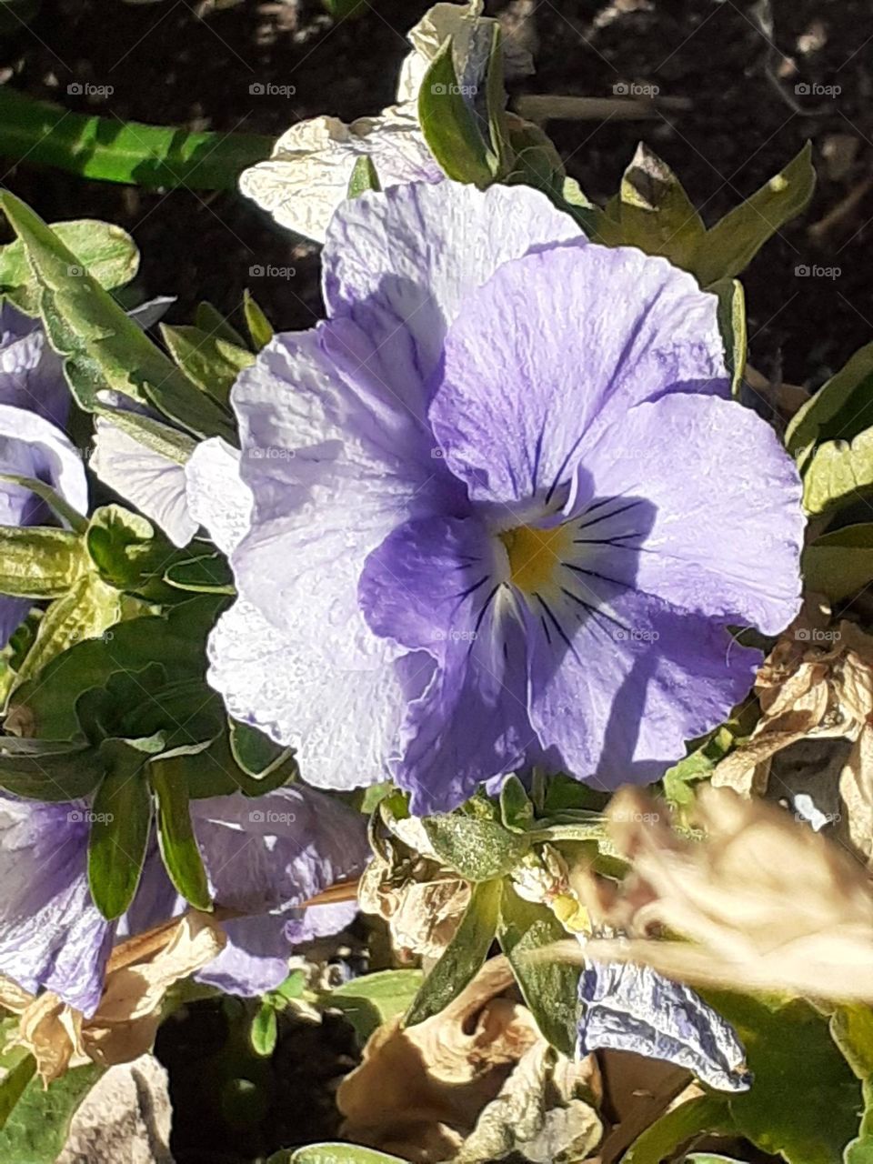 flor de color lavanda