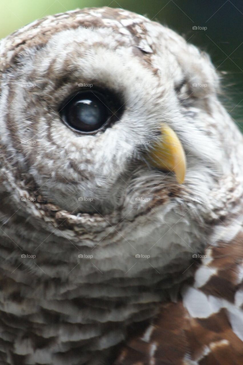 Owl with one eye