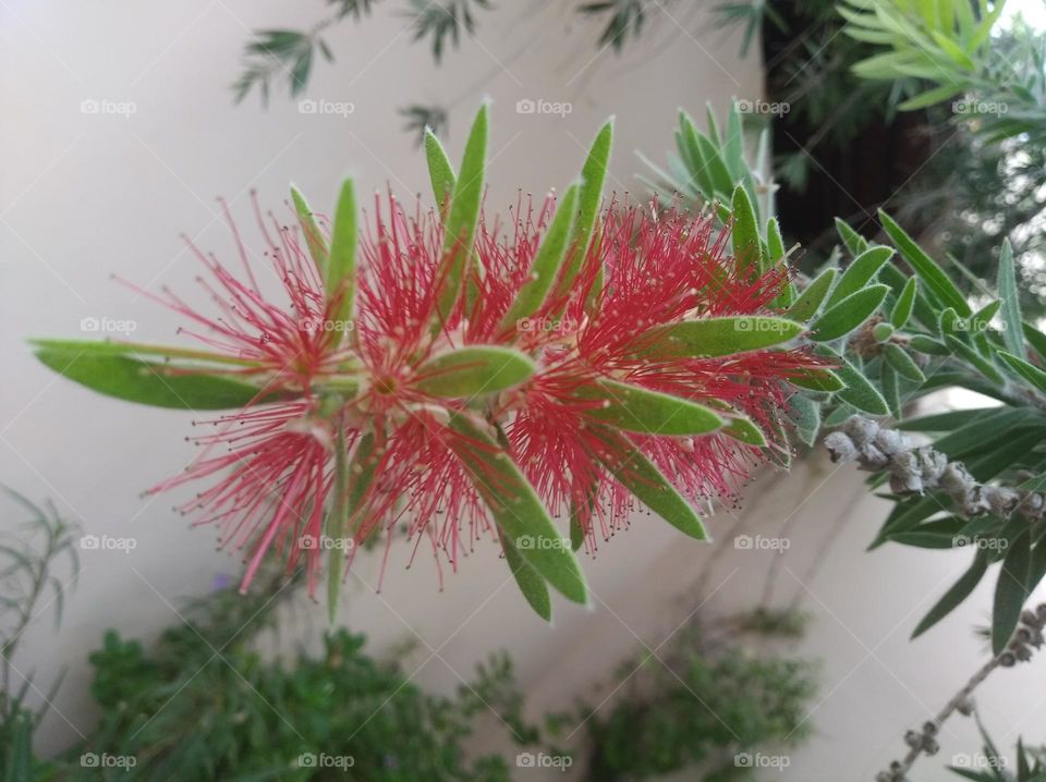 bottle brush red flower seasonal fresh shurb small size looks very beautiful generally found everywhere