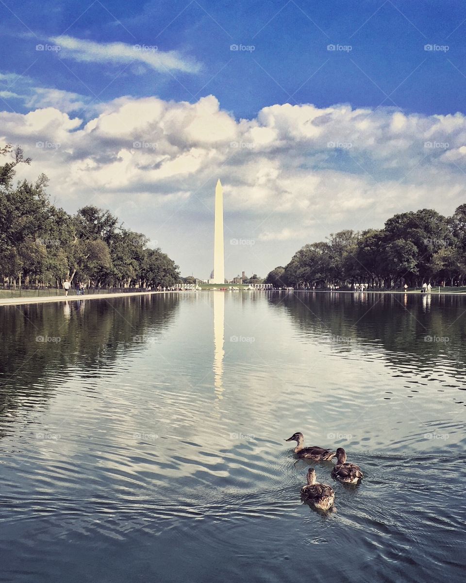 Ducks swimming at the Lincoln Memorial reflecting pool with the Washington National Monument in the view