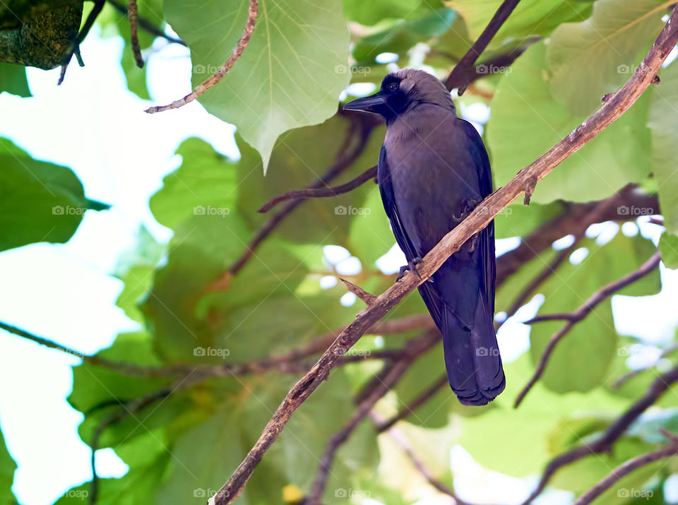 Bird photography - Crow