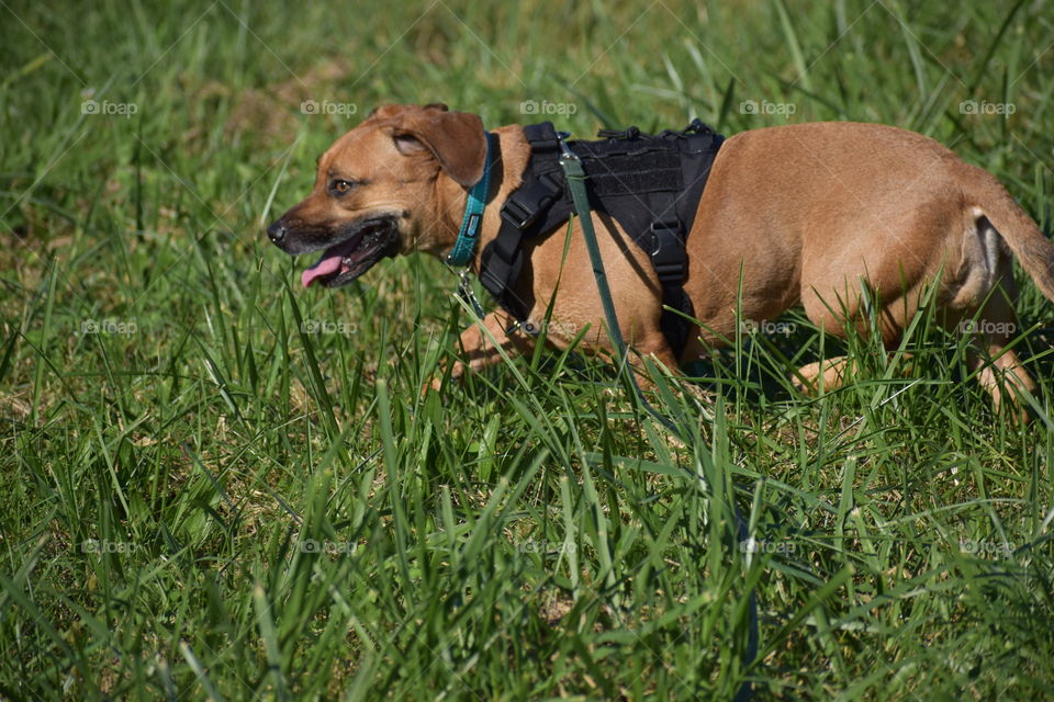 Running in the field