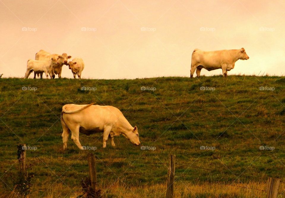 grazing cattle