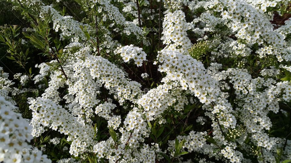 White small flowers