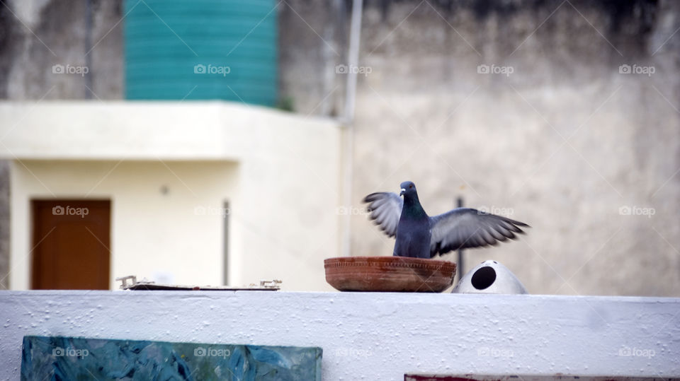 pigeon caught in flight