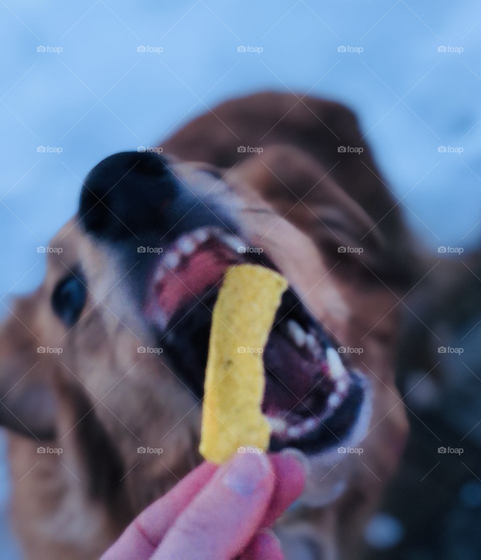 Rescue dog Audrey Pearl eagerly opens wide for a taste of tortilla chip on a winter evening.