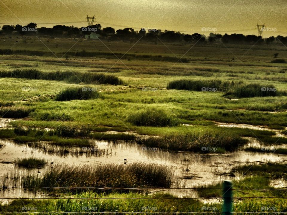 Wetlands