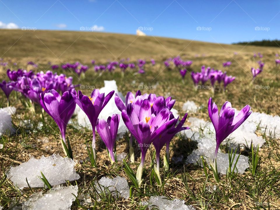 Crocuses 