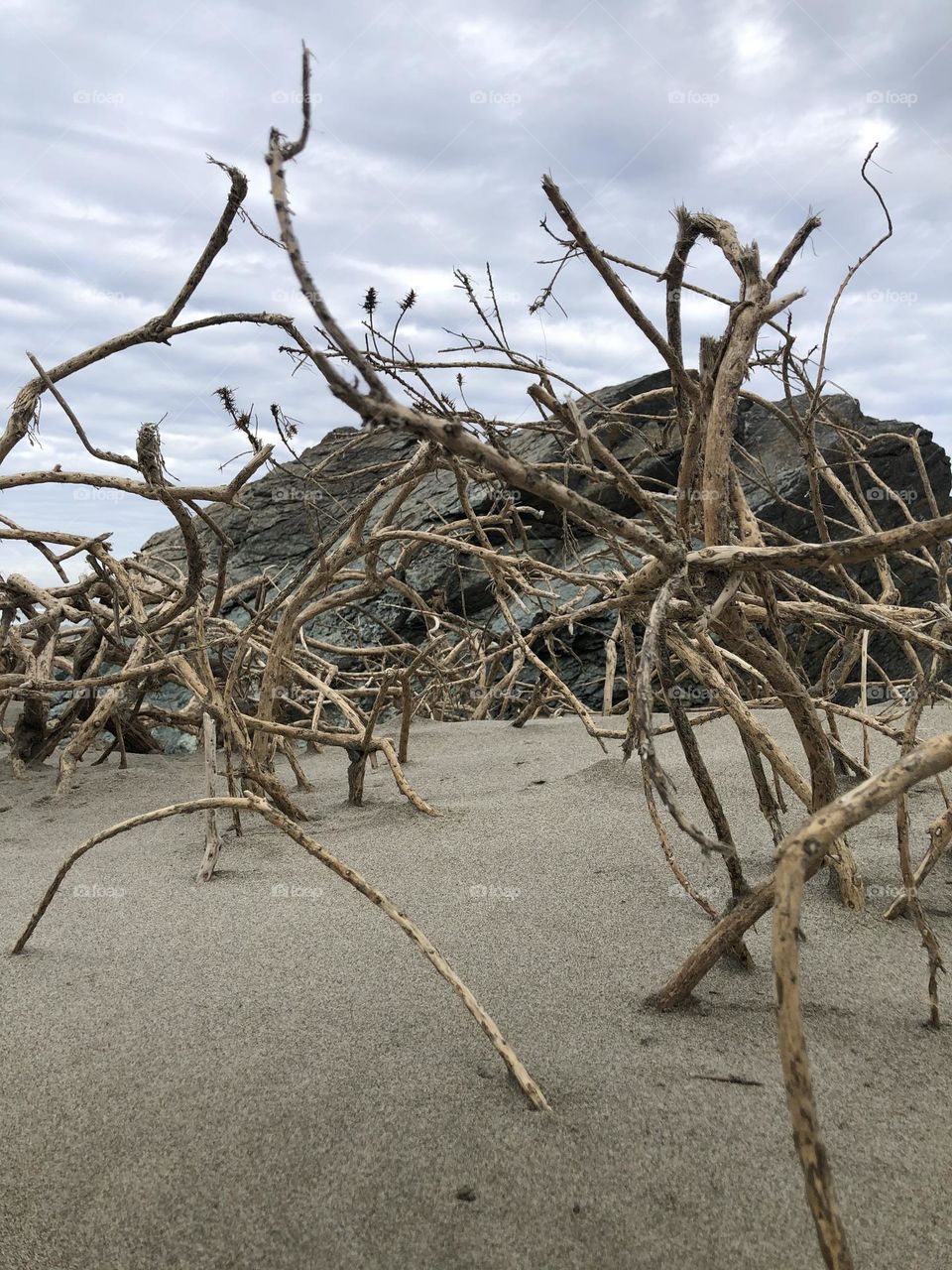 Driftwood