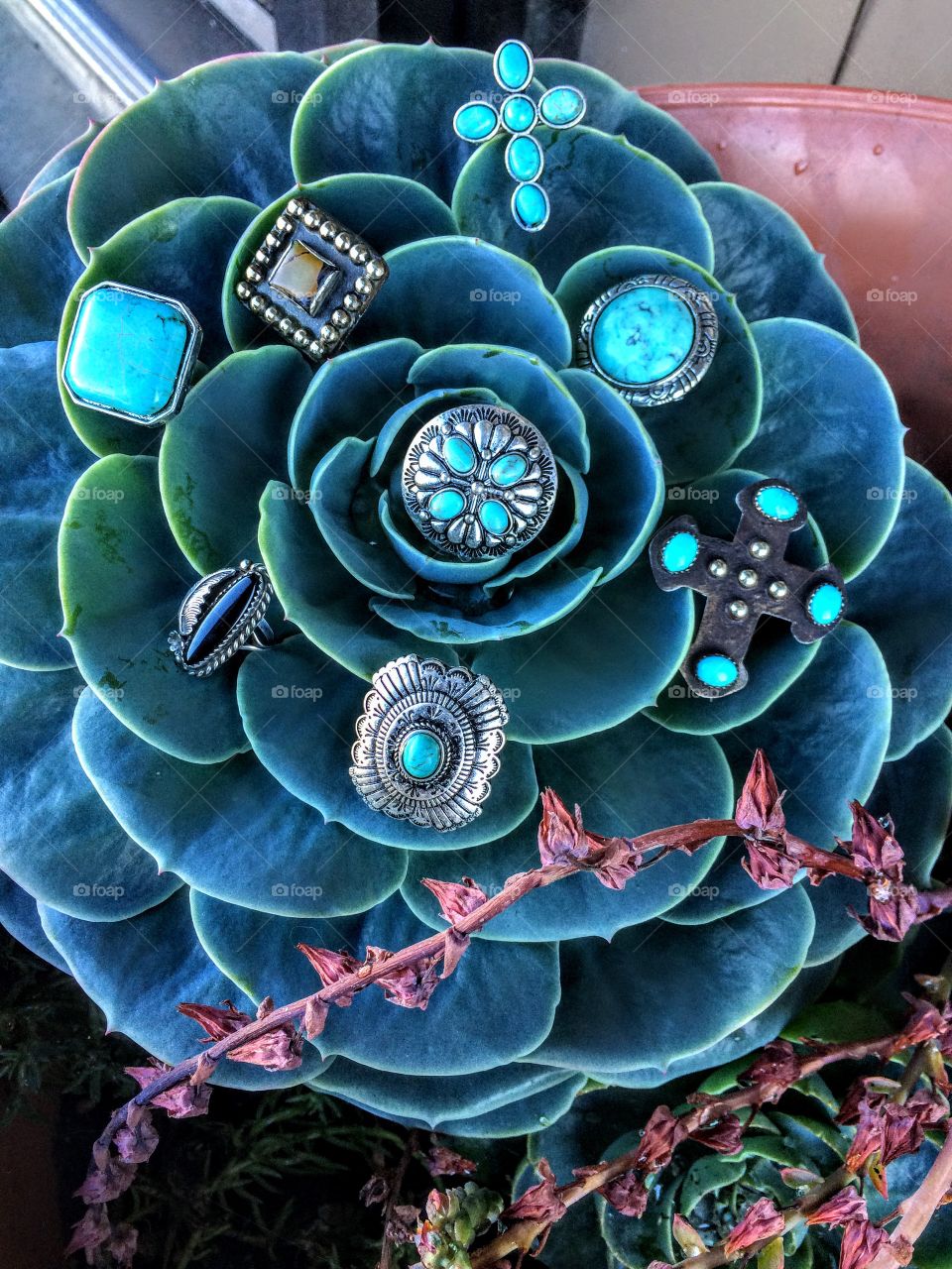 WHO DOESN'T LIVE CACTUS AND RINGS!? 