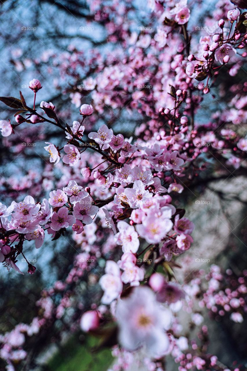 Spring brings lavender color flowers.