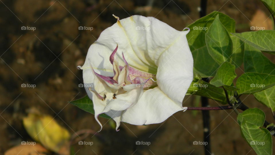 Close-up of white flower