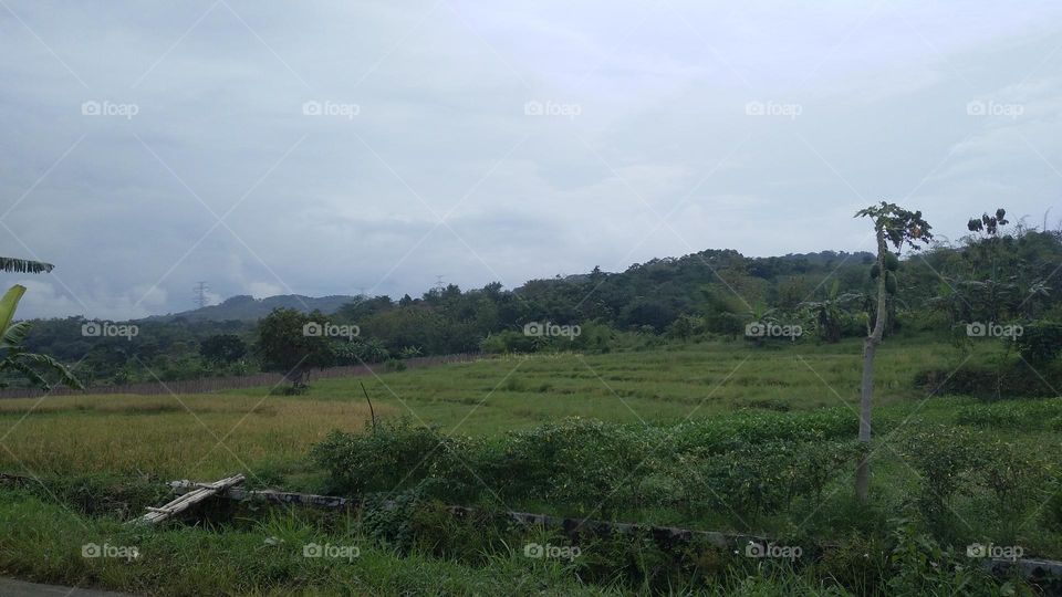 The view of the rice fields in the afternoon before sunset.
