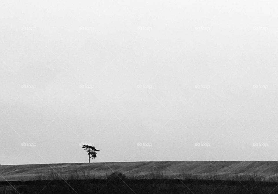 I think this picture does speak volumes and is symbolic in so many different ways depending on your perspective. A strong and solitary tree standing alone and proud upon a hill.