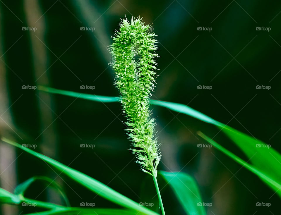 Bristlegrass - Foxtail