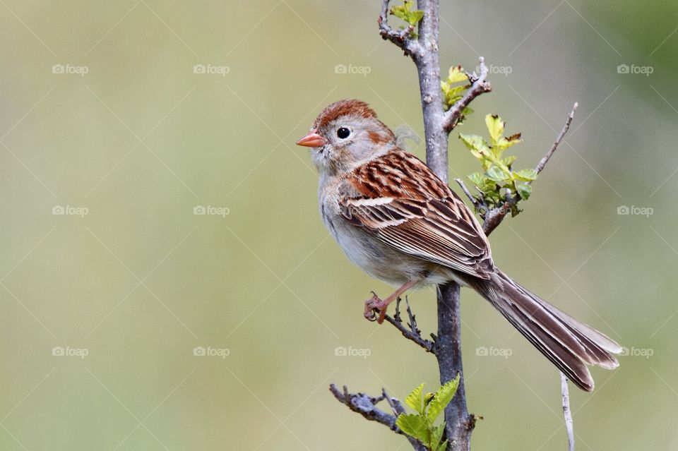 Field Sparrow