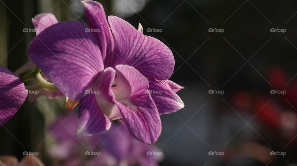 Purple orchid blooming in garden