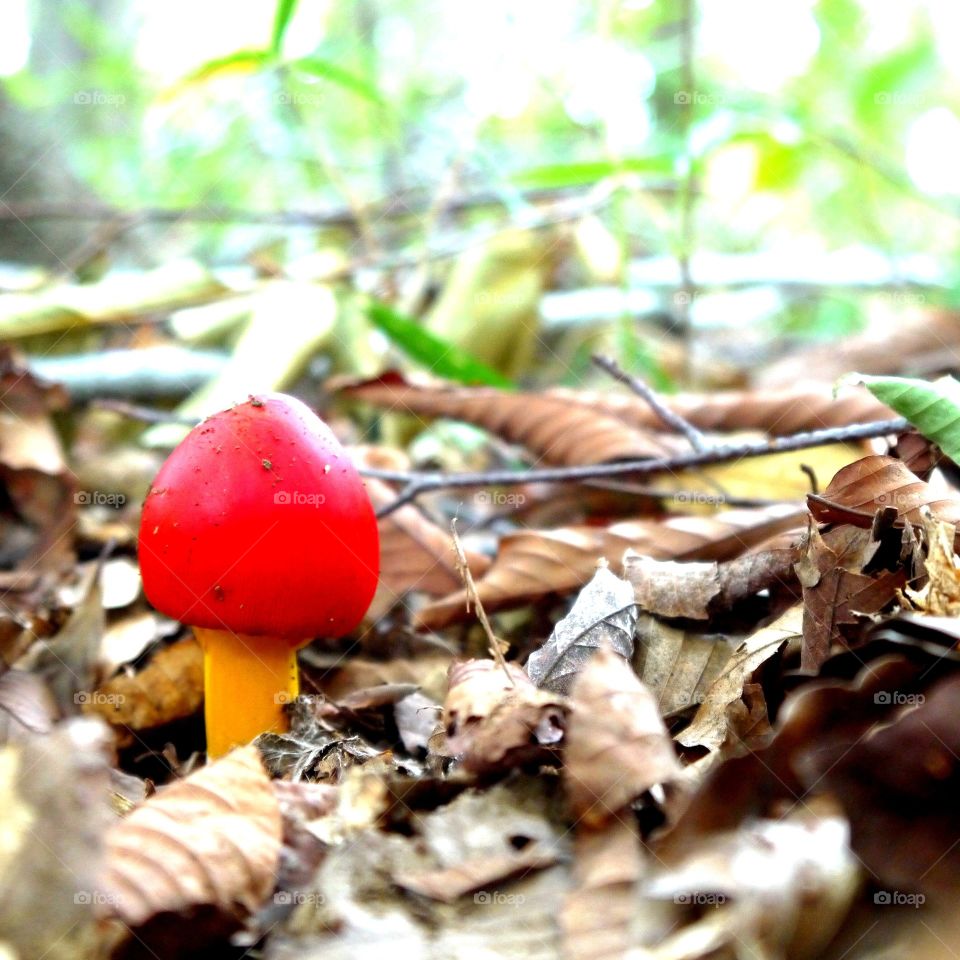 Red mushroom in a forest