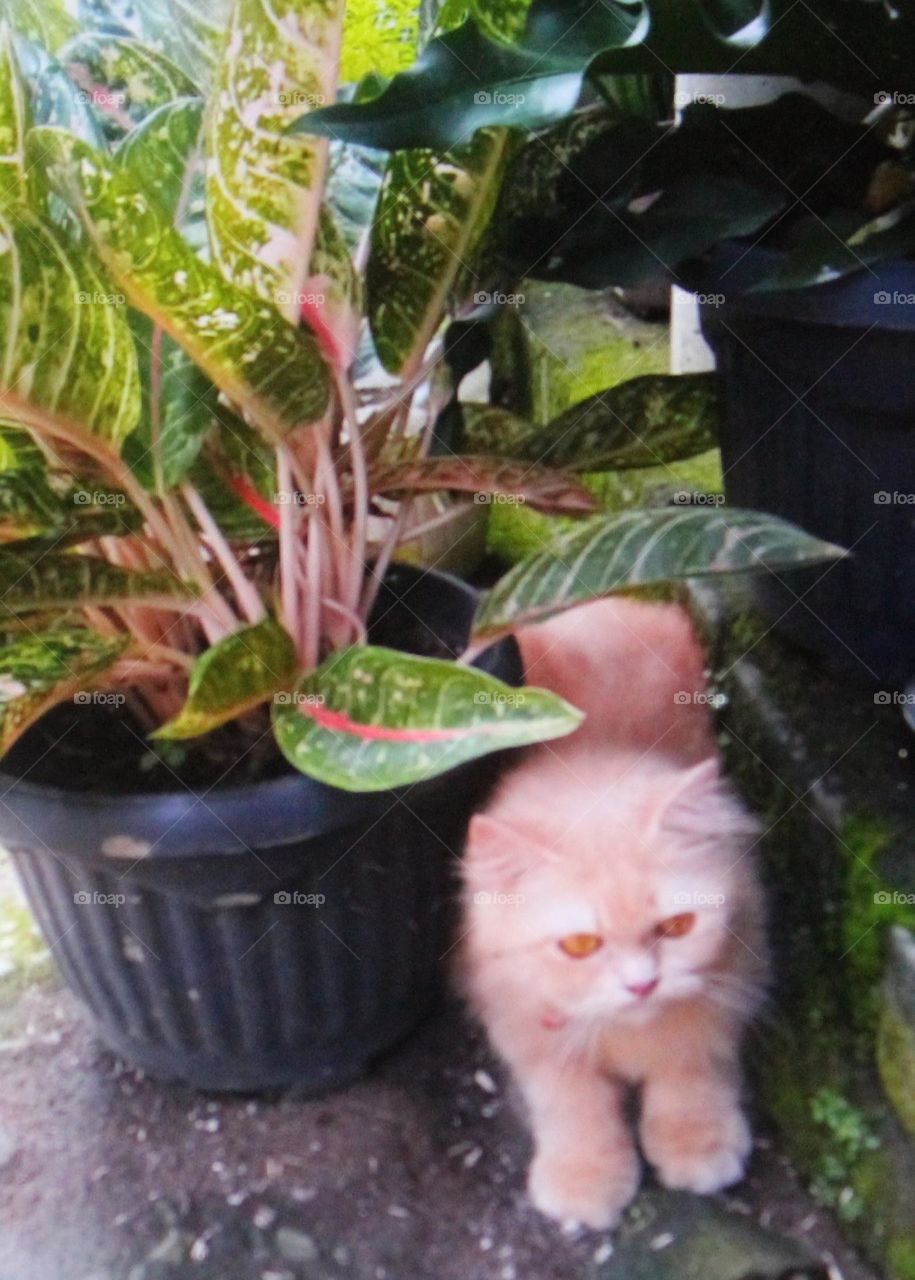 a cat like this, some people really like it because of its physical appearance and fur, many people have this cat