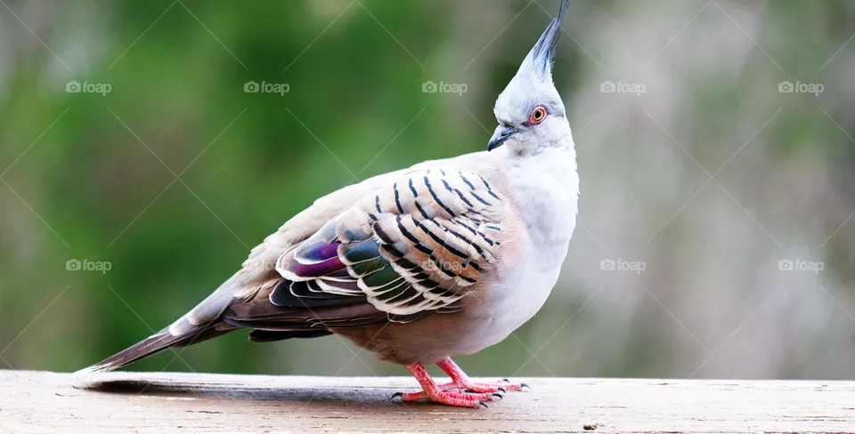 Crested pigeon