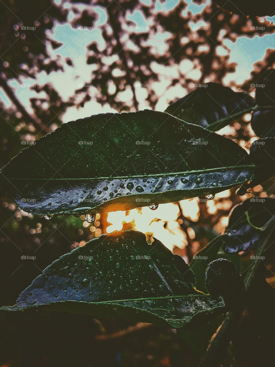 sunset and dewy leaves after rain🌦️🌿