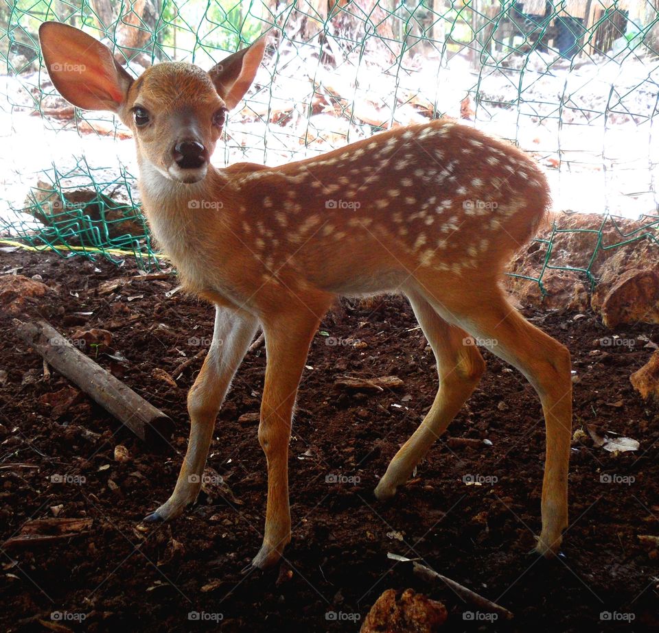 baby fawn