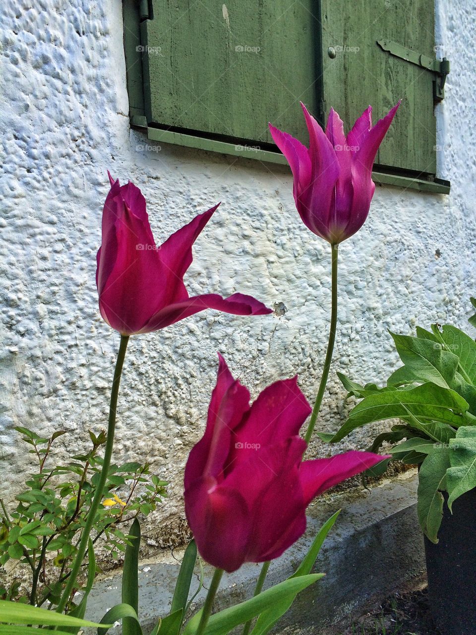 Tulips in Spring