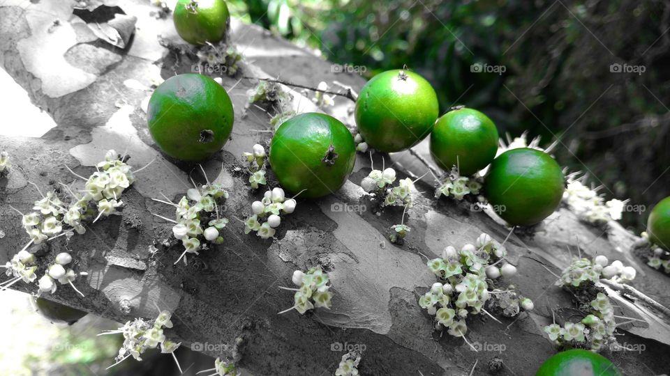 As belezas da natureza. Frutos verdes, jaboticabas, caule e flores.